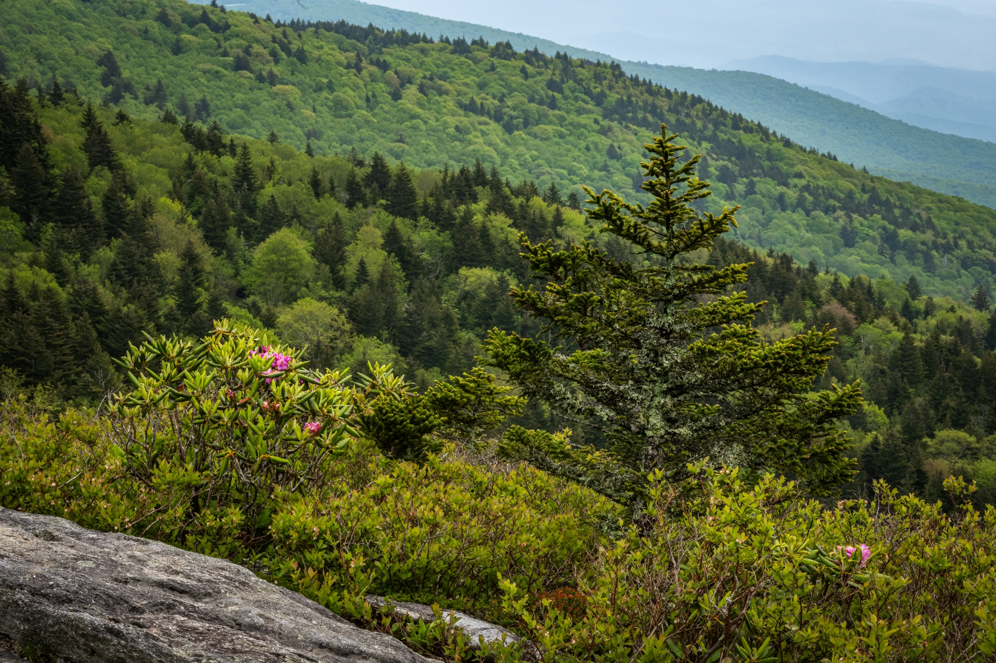 Nature and Forest Therapy at Grandfather Mountain